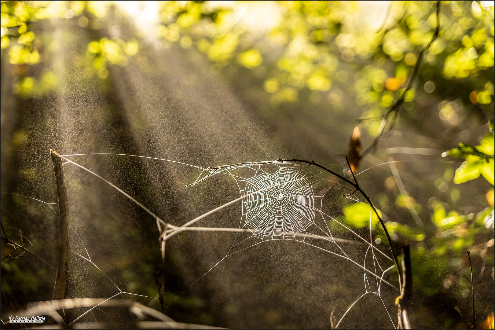 Spinnennetz vor abziehendem Frühnebel