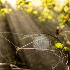 Spinnennetz vor abziehendem Frühnebel