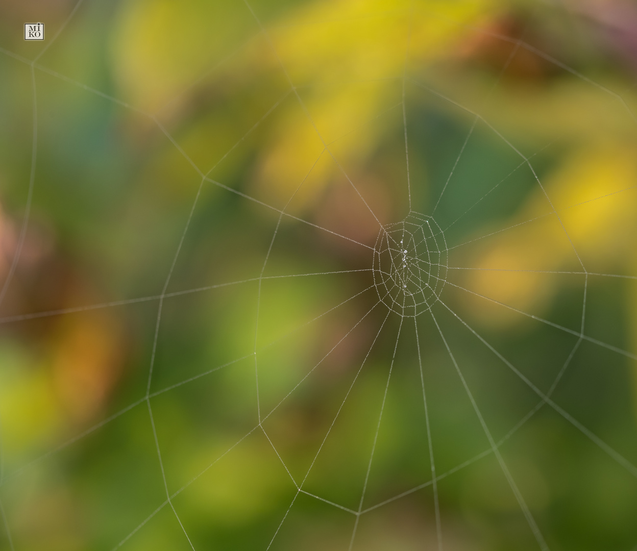 Spinnennetz vor bunten Herbstlaub