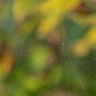 Spinnennetz vor bunten Herbstlaub