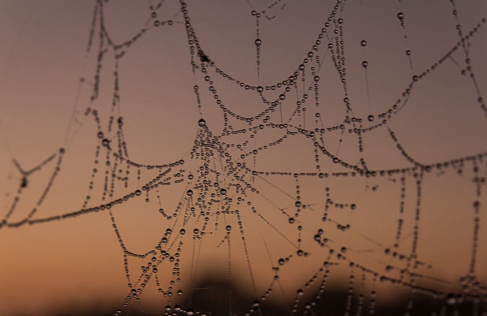 Spinnennetz vor dem Sonnenaufgang