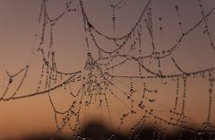 Spinnennetz vor dem Sonnenaufgang