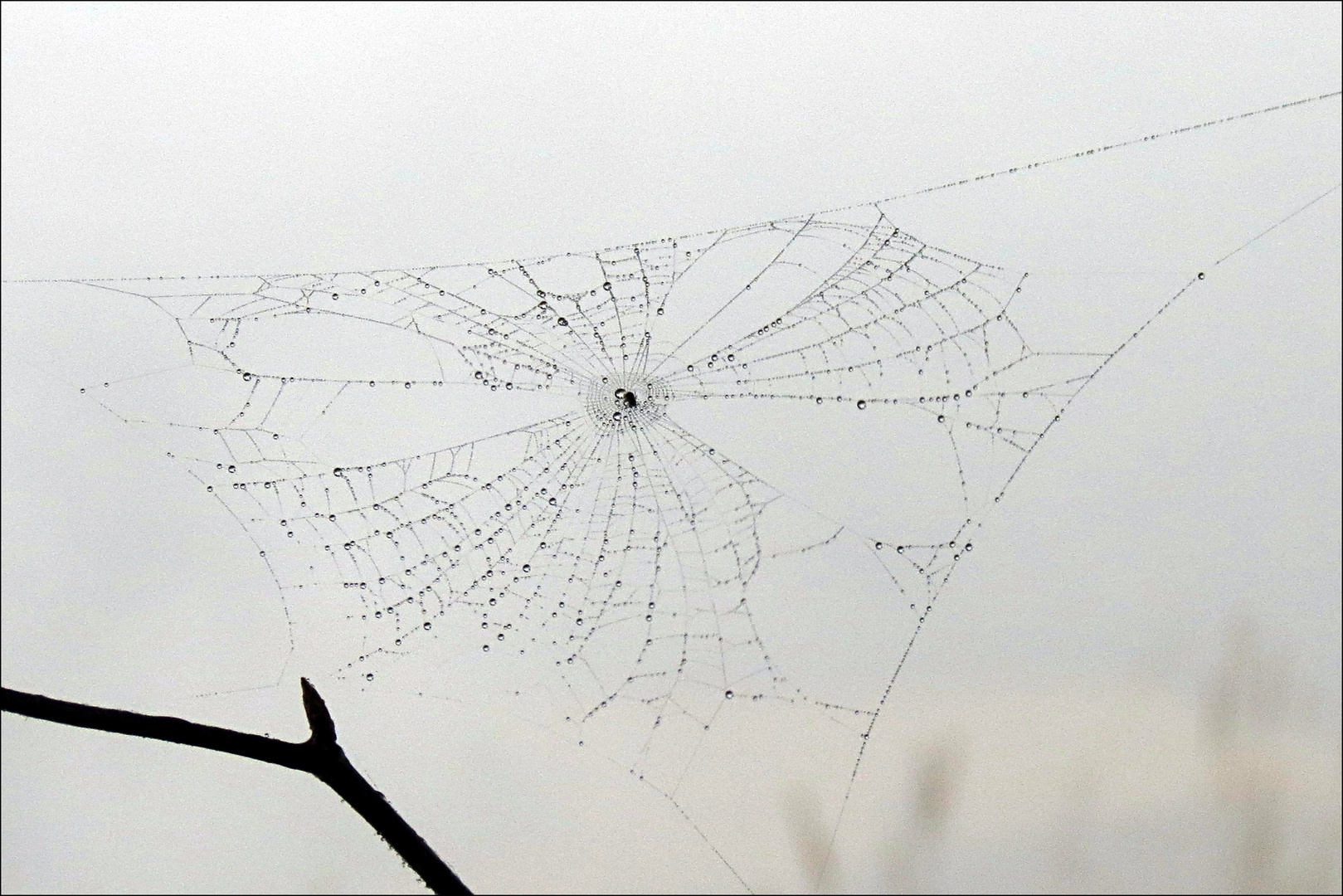 Spinnennetz vor der Nebelwand