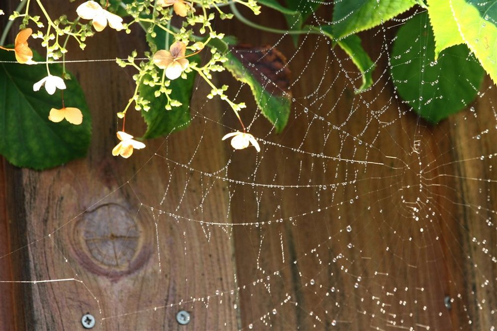 Spinnennetz vor meiner Haustüre