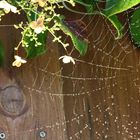 Spinnennetz vor meiner Haustüre