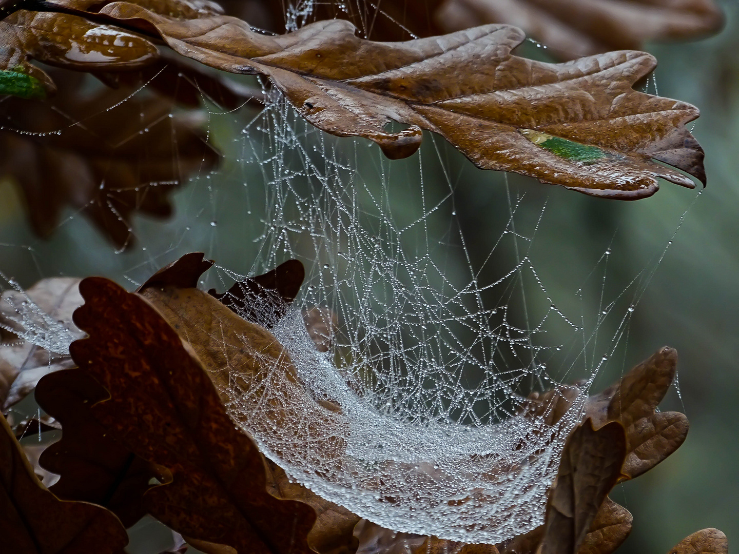 Spinnennetz zwischen Blättern