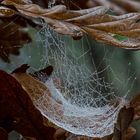 Spinnennetz zwischen Blättern