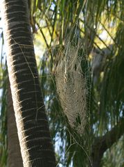 Spinnennetz zwischen Palmen