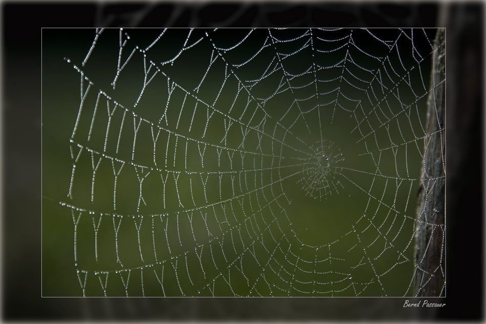 Spinnennetz_3
