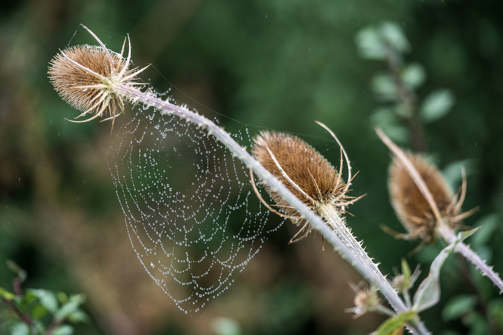 spinnennetzbehangene Wilde Karde (Schottland 18)