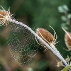 spinnennetzbehangene Wilde Karde (Schottland 18)