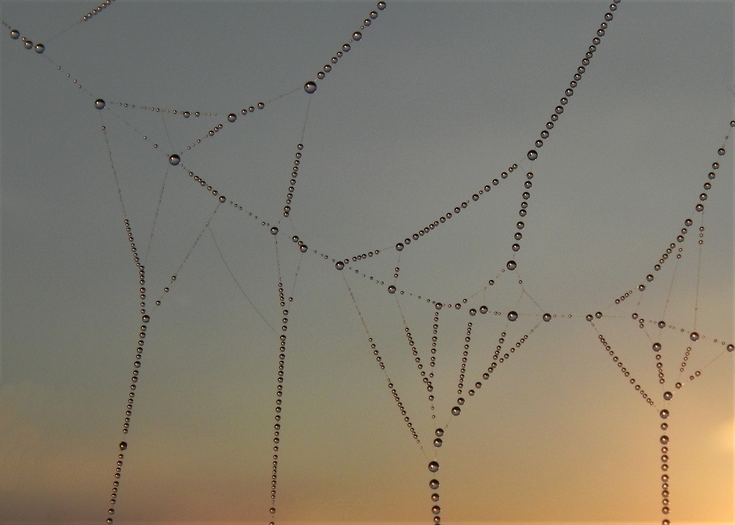 Spinnennetzdetail im Licht der Morgensonne