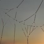 Spinnennetzdetail im Licht der Morgensonne