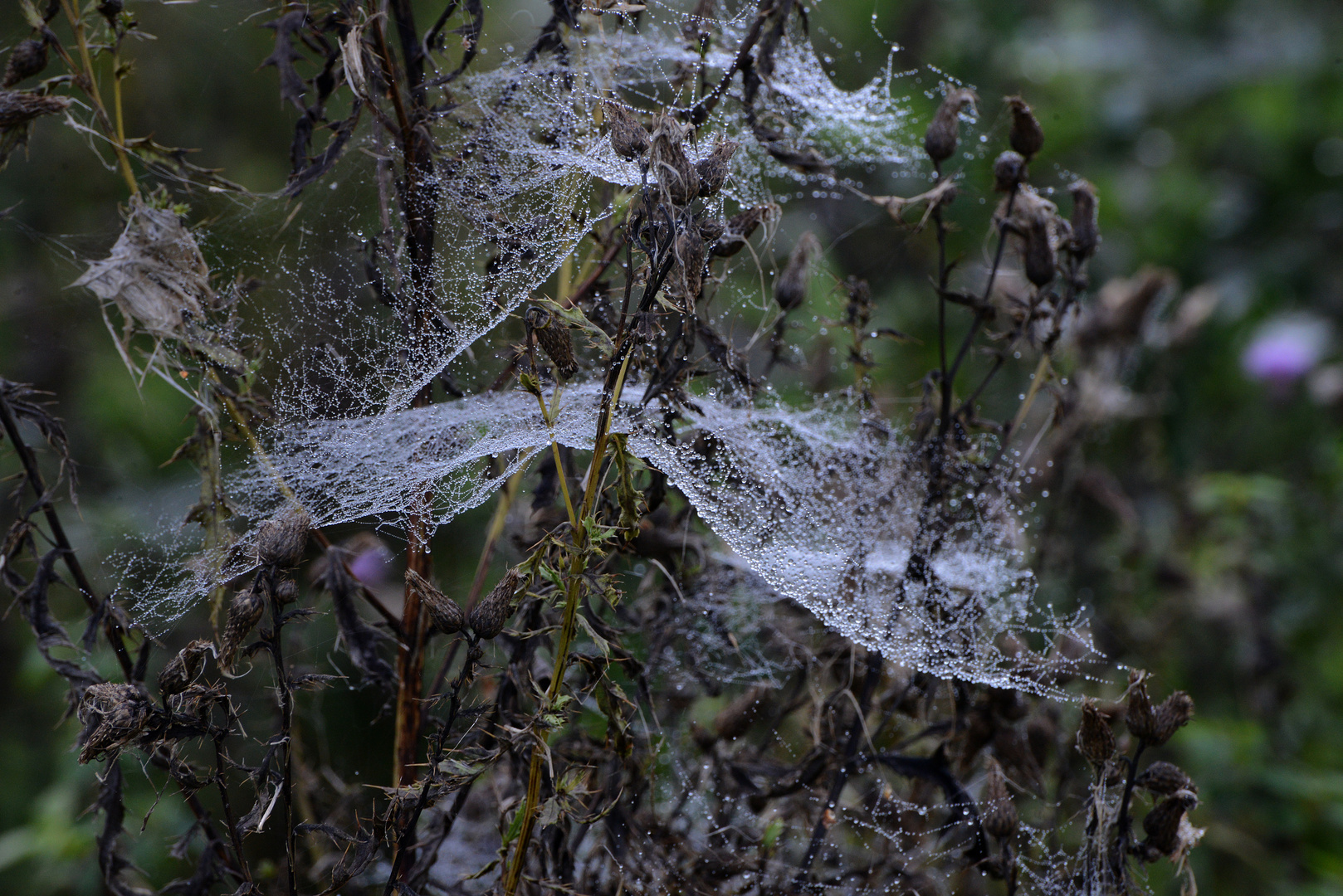 Spinnennetze