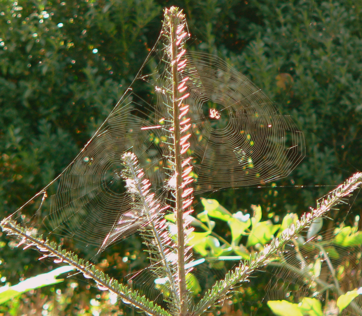 Spinnennetze