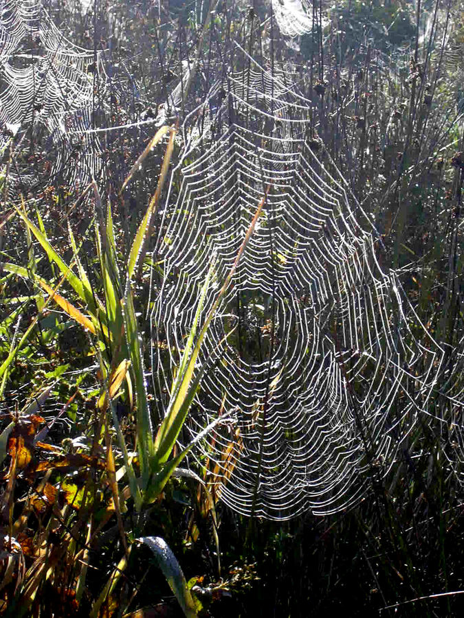 Spinnennetze am Morgen