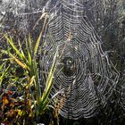 Spinnennetze am Morgen