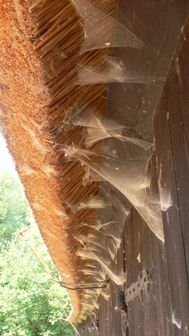 Spinnennetze am Reetdach