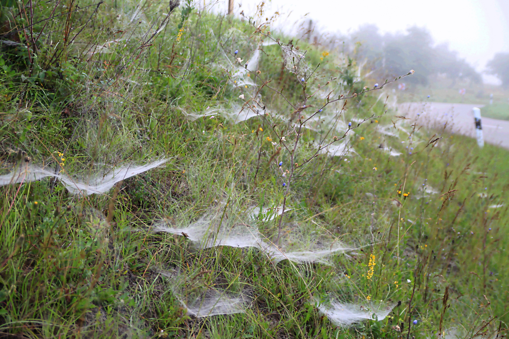 Spinnennetze am Wegesrand