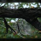 Spinnennetze an alter Weinrebe