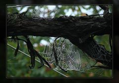 Spinnennetze an alter Weinrebe