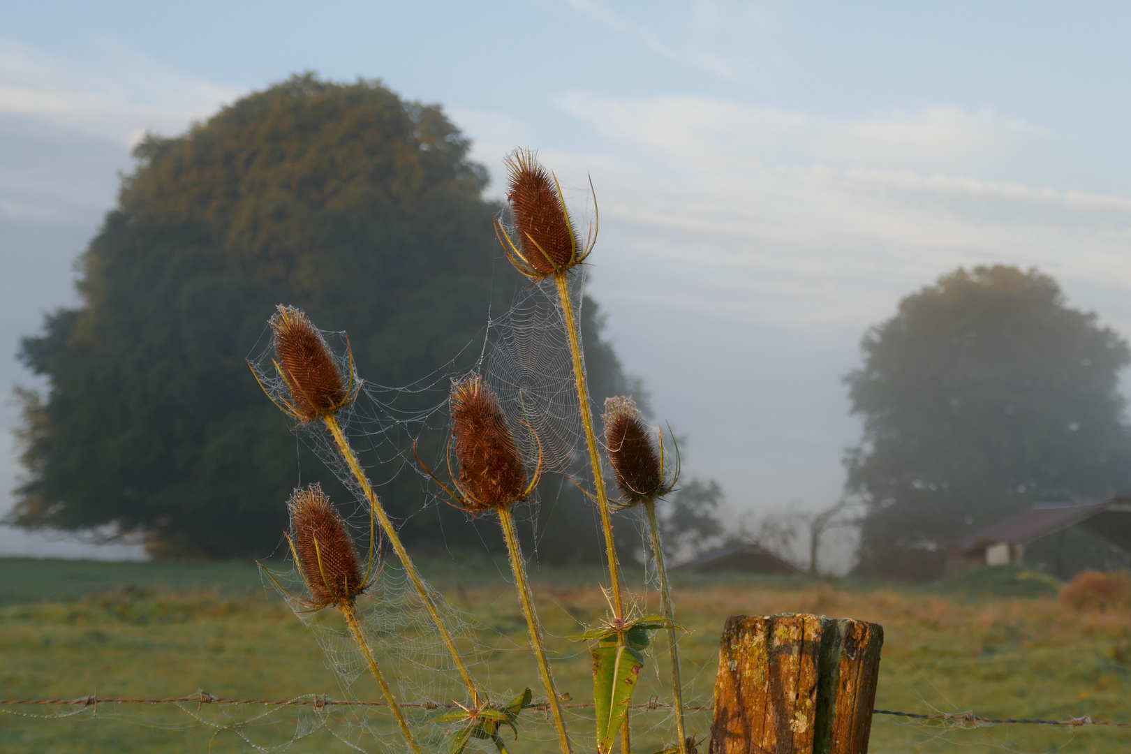 Spinnennetze 