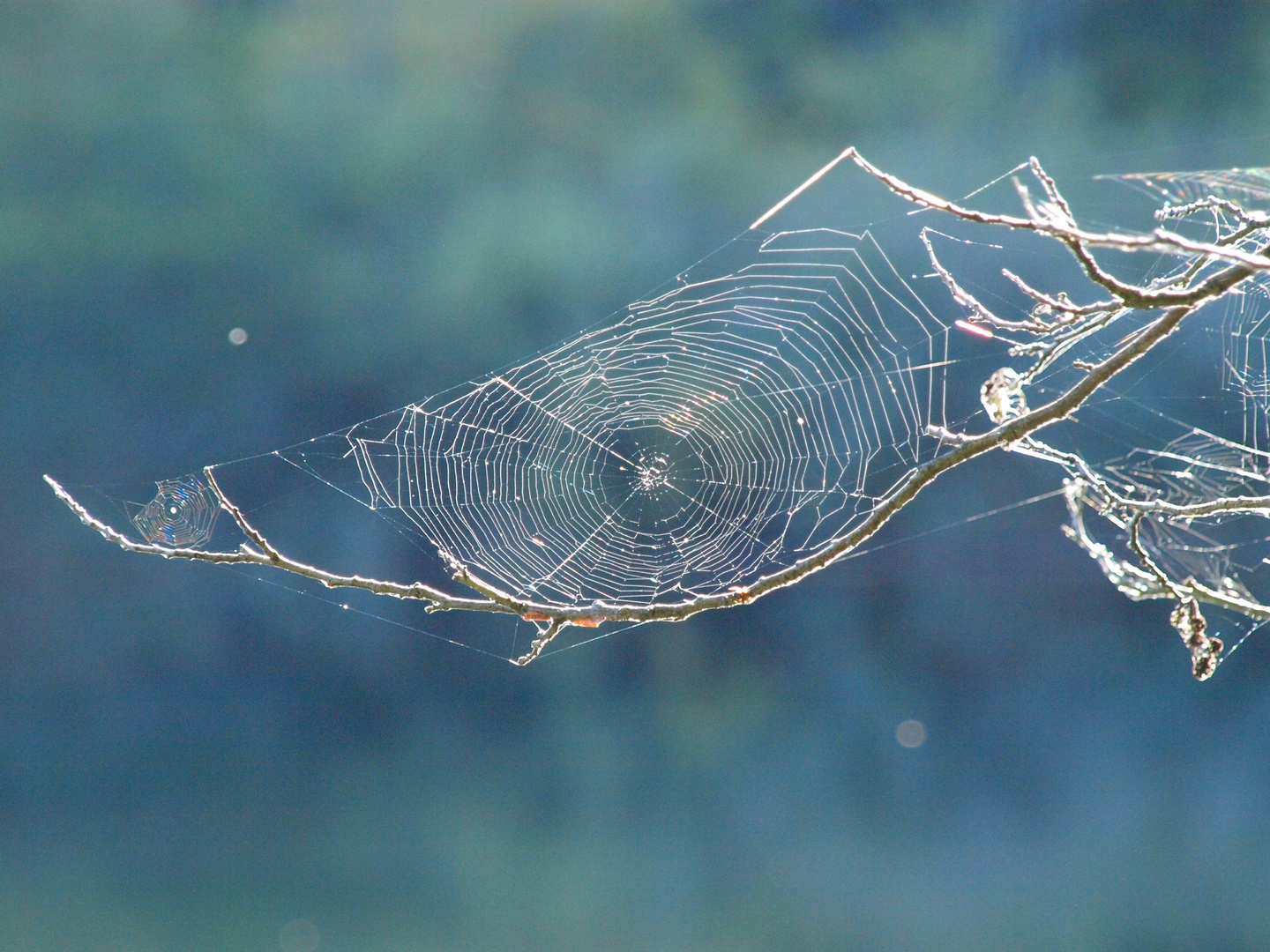 Spinnennetze