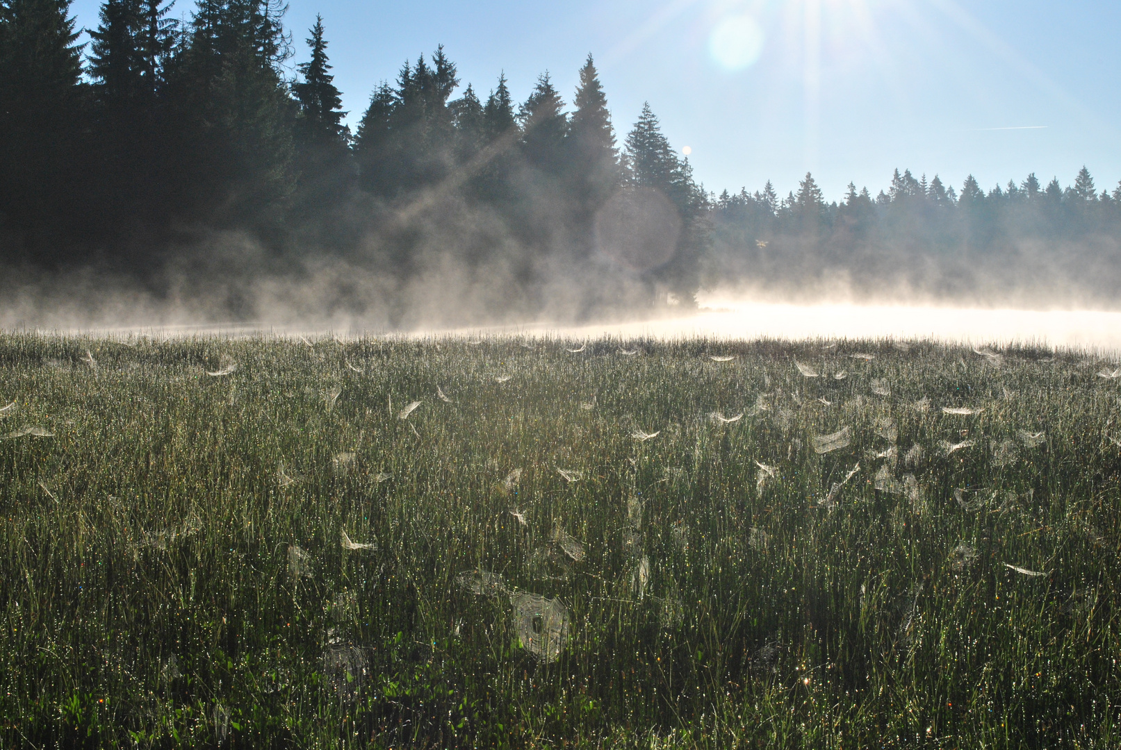 Spinnennetze im Morgenlicht