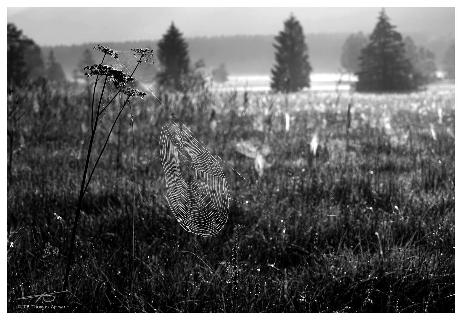 Spinnennetze im Morgentau