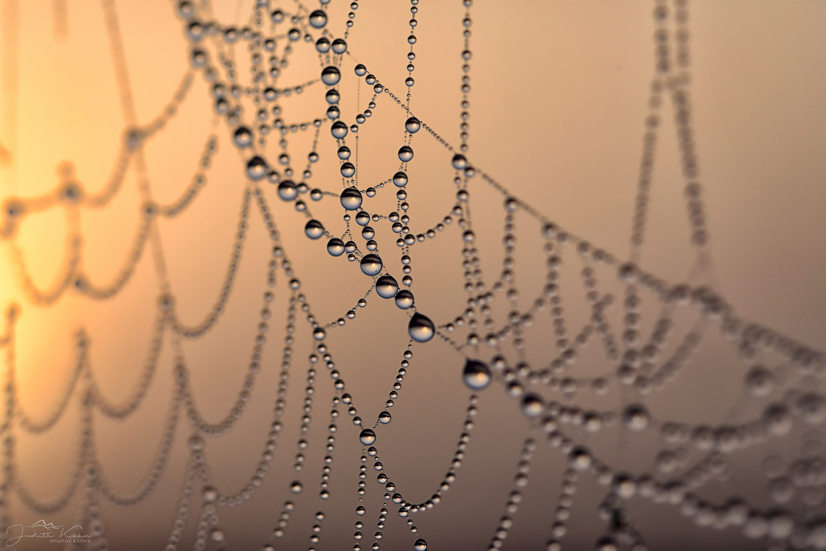 Spinnennetze im Nebel - nebelschwer