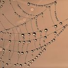 Spinnennetze im Nebel - Perlen im ersten Licht