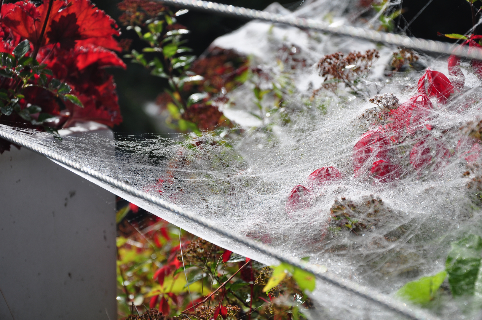 Spinnennetze mit farbigem Hintergrund