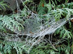 Spinnennetze nach dem ersten Nachtfrost