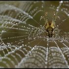 Spinnennetzperspektive (reload)