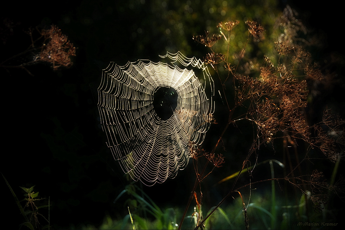 Spinnennetzrad am Abend