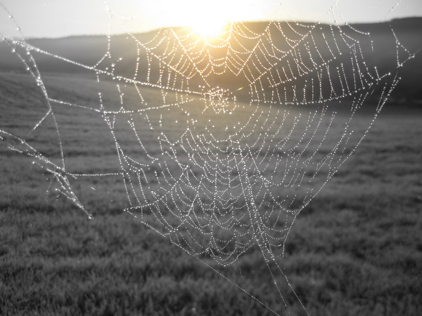 Spinnennetzt im Sonnenschein