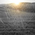 Spinnennetzt im Sonnenschein