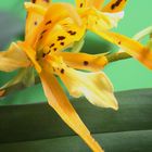 Spinnenorchidee , Brassia