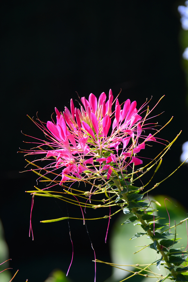 Spinnenpflanze (Cleome)