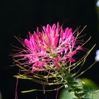 Spinnenpflanze (Cleome)