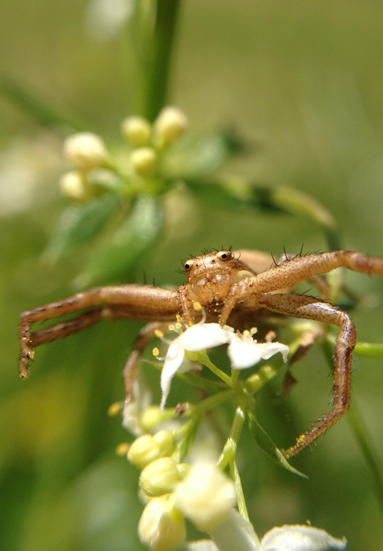 Spinnenportrait