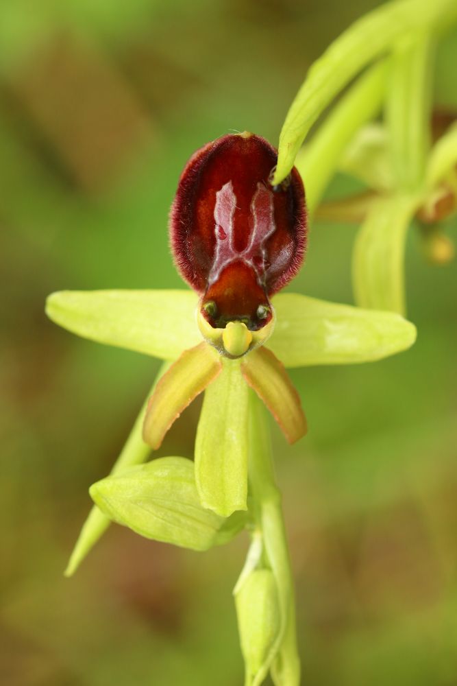 Spinnenragwurz (Ophrys araneola)