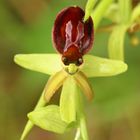 Spinnenragwurz (Ophrys araneola)