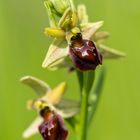 Spinnenragwurz (Ophrys sphegodes)