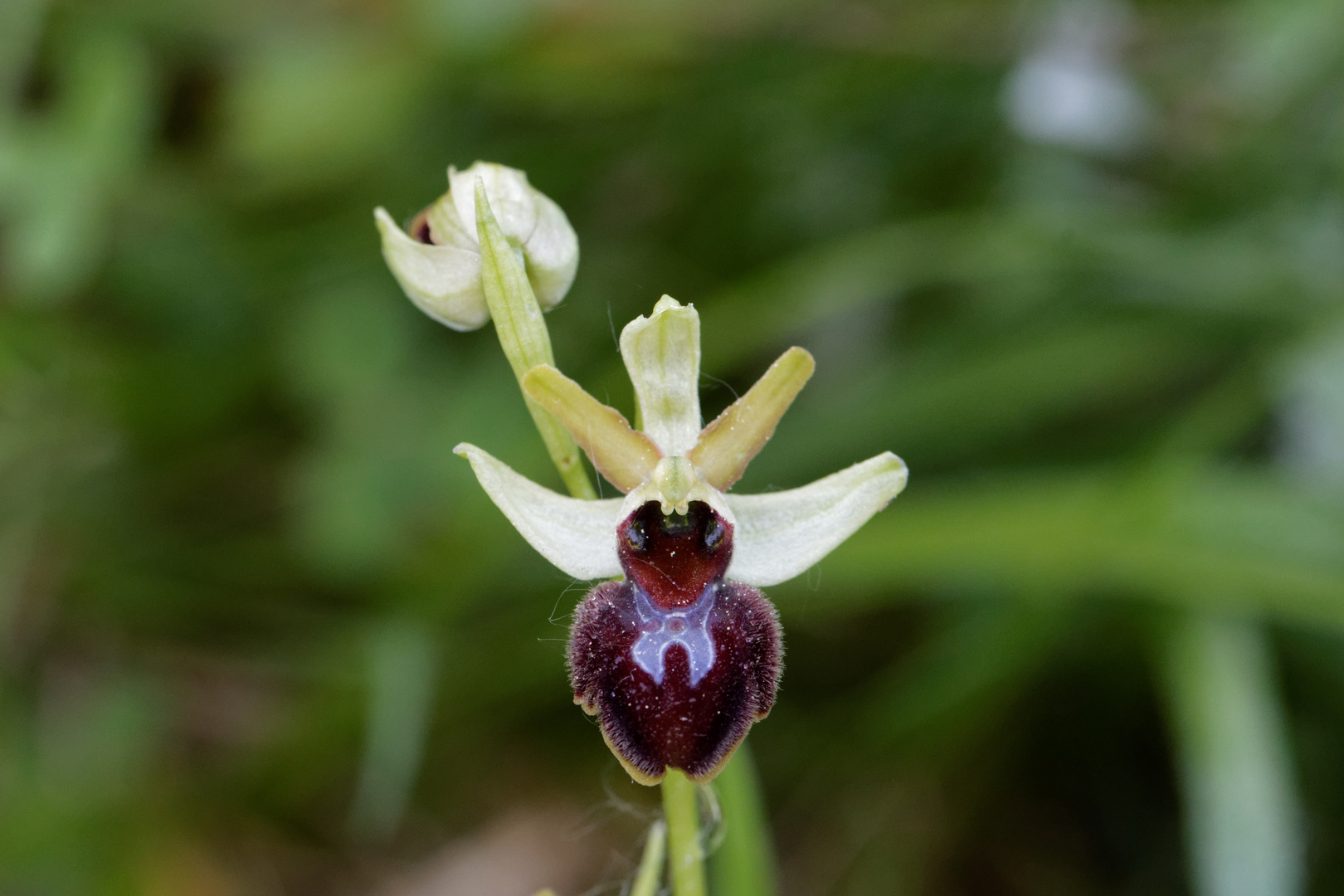 Spinnenragwurz (Ophrys sphegodes) 1