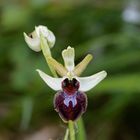 Spinnenragwurz (Ophrys sphegodes) 1