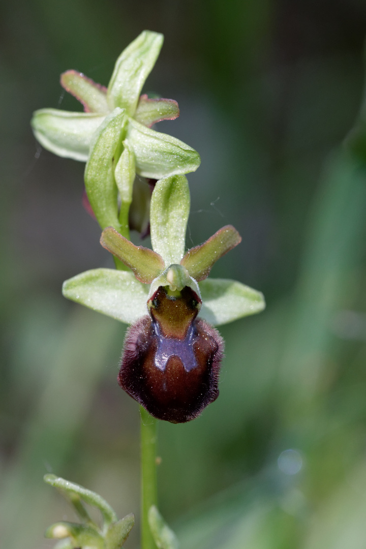 Spinnenragwurz (Ophrys sphegodes) 2