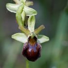 Spinnenragwurz (Ophrys sphegodes) 2