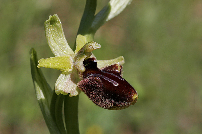 Spinnenragwurz (Ophrys sphegodes)