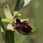 Spinnenragwurz (Ophrys sphegodes)